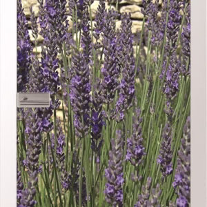 JOKA Glastür Lavendel Fläche Keramischer Fotoprint inklusive Weißlack Zarge